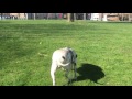 Jake at the park!