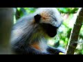 Monkeys' Day Out | Old World monkeys native to the Indian subcontinent | langur monkey habitat