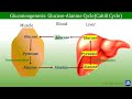 15: Gluconeogenesis-1 | Carbohydrates Metabolism | Biochemistry |N'JOY Biochemistry