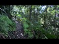 Strickland State Forest | Nature Sounds for Relaxation