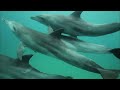 Are Dolphins As Smart As We Think They Are? | Beauty Before Brains | Real Wild