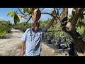 If You Want To Grow Fruit Trees, See This Video