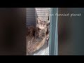 Funny Dogs And Cats Videos 2024 😅 - Best Funniest Animal Videos Of The week #15