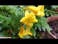 Tecoma Flower Plant April Care Tips || Tecoma Plant #Propagation | Tecoma Trumpet Plant Summer Care