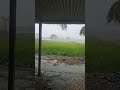 First Rain of the Season🌧️🌧️🌧️