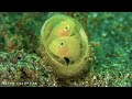 Escape to 4K Beautiful Underwater Wonders with Relaxing Music for Sleep.