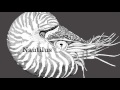 Motion Graphics: The Nautilus