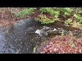 Mill Creek Overflows After A Big Rainstorm!