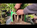 Growing White Radish From Seeds Till Harvest | IN 30 DAYS ONLY