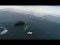 Whale capsizes boat off new Hampire Coast