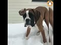 4 Boxer Lovers  Funny and Cute Boxer Dogs Videos Compilation