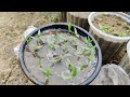 Must Try It! The Secret to Fast-Growing, Healthy Seedlings (Even with Old Seeds)