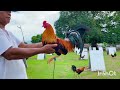 WHITE GULL - RDM GALLOS GAMEFARM - LET'S VISIT QUALITY GAMEFOWL IN THE PHILIPPINES...