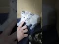 The Most Angry Kitten EVER!!!