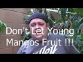 10 Steps to growing Mangos in the Arizona Desert