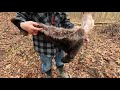 How to skin a Raccoon