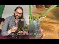 Collection Chronicles | Orchids past and present: updates | Szn 1 Ep. 4: Labiate Cattleyas part 2