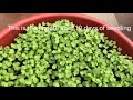 How To Grow Mustard Greens In Container At Home Garden (Seeds To Harvest )