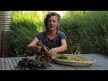 How to Forage Seaweed and Make A Delicious Seasoning! (Hands On with Milkwood Permaculture)