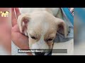 3 week old puppy thrown into cardboard box - shivering in cold wind - desperately crying for mother