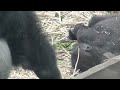 Momotaro's 22nd birthday 💗 Gorilla building monitor video included [Kyoto City Zoo]