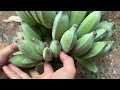 Techniques for Grafting Banana Tree Using Banana Fruit Get amazing results | Grafting Banana Tree