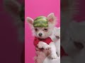 D.I.Y. Doggo watermelon costume for e.l.f.’s jelly pop comeback!! 😍 FULL VIDEO