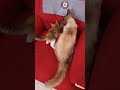 Gatito Rescatado sorprendido mordisqueó orejas a Gato mayor