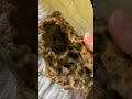 Help ID these rocks found by @Gentleman-Prospector