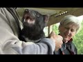 What Exactly Are Tasmanian Devils? | Australia's Wild Places | Real Wild