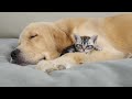 Golden Retriever Raised Kitten Increasingly Convinced She's A Puppy