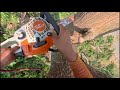 The most beautiful red mahogany tree cutting