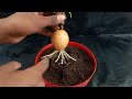 New technique how to grow guava tree from guava cutting  with an egg !!!