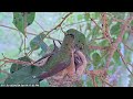 Busy Allen's hummingbird 