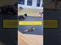 ネッコ動画見て癒やされたら寝ろwww #動物 #猫 #2ch動物スレ