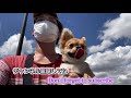 [チワワ犬] 初めてのひまわり🌻| Hoa Hướng Dương đẹp nhất Nhật Bản🤣
