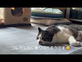 今年の暑さ対策はコレで決まりッ‼と思ったら「なんじゃこりゃ~」な猫と飼い主😭😹　【月曜・金曜は兄妹猫の担当です😻】(Video Up On Mon.and Fri.）