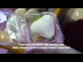 Cultivating Japan’s Rare White Strawberry