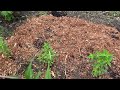 Perennial Garden Bed Rejuvenation (Before and After)