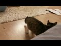 Cat attack