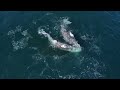 VIDEO | 30 killer whales attack two gray whales off California coastline