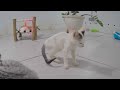 New Funny Cats and Dogs Videos 😹🐱 Funny Animal Videos 😹🤣