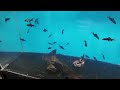 Exotic Aquarium Soft Opening 04/17/24