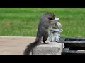 Cat TV - cute squirrels compilation