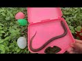Amazing Catch Baby Eels In Eggs, Koi, Carp Fish, Guppies, Three Tailed Fish | Video Fishing