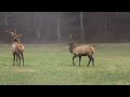 Fun Time for Elk in Great Smoky Mountains National Park