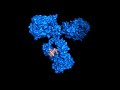 Antibody Structure: The Immunoglobulin Fold and Antibody-Antigen Interactions