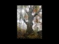 Herbstimpressionen 2022 in Jossa - Musik Pie Conijn 