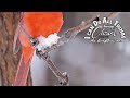 Cardinals ~ Ebibleclub Music 🎶 🎵 ● Christian Meditation Video #ebibleclubmusic #cardinals