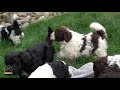 What Makes The Portuguese Water Dog Such a Great Breed?